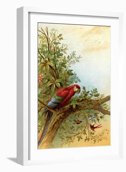 Parrot in a Tree Above Hummingbrds-A. Hochstein-Framed Art Print