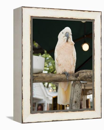 Parrot in Cafe, Duval Street, Key West, Florida, USA-R H Productions-Framed Premier Image Canvas
