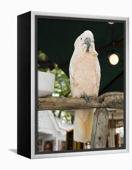 Parrot in Cafe, Duval Street, Key West, Florida, USA-R H Productions-Framed Premier Image Canvas