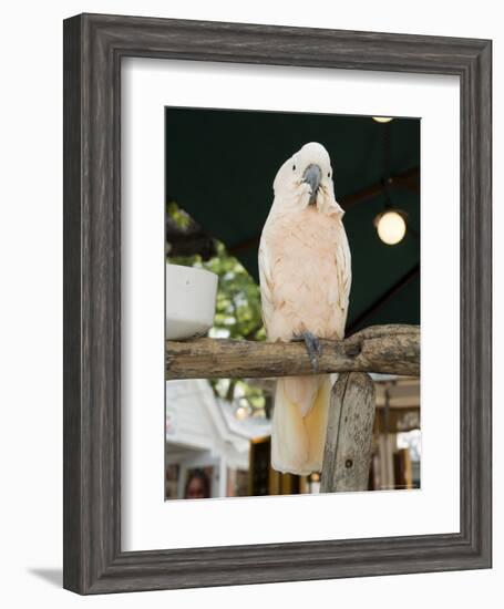 Parrot in Cafe, Duval Street, Key West, Florida, USA-R H Productions-Framed Photographic Print