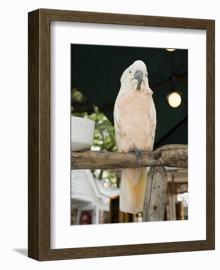 Parrot in Cafe, Duval Street, Key West, Florida, USA-R H Productions-Framed Photographic Print