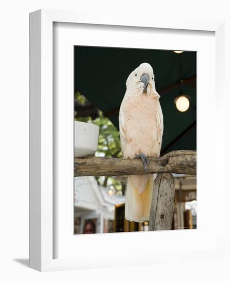 Parrot in Cafe, Duval Street, Key West, Florida, USA-R H Productions-Framed Photographic Print