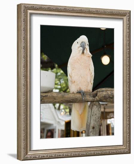 Parrot in Cafe, Duval Street, Key West, Florida, USA-R H Productions-Framed Photographic Print