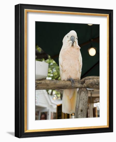 Parrot in Cafe, Duval Street, Key West, Florida, USA-R H Productions-Framed Photographic Print