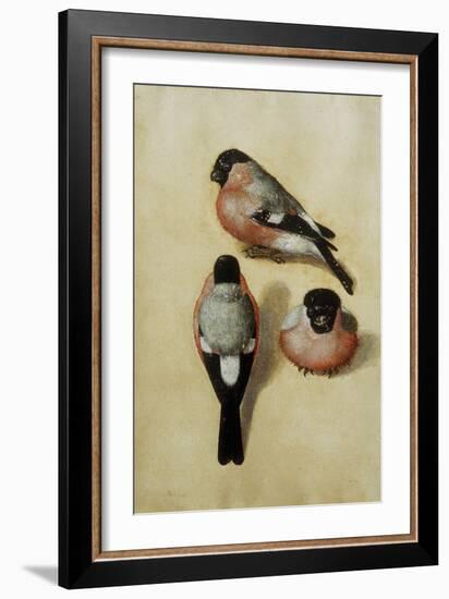 Parrot in Three Positions-Albrecht Dürer-Framed Giclee Print