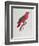 Parrot: Lory or Collared-Jacques Barraband-Framed Giclee Print