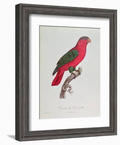 Parrot: Lory or Collared-Jacques Barraband-Framed Giclee Print