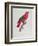 Parrot: Lory or Collared-Jacques Barraband-Framed Giclee Print