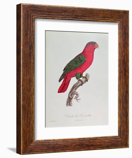 Parrot: Lory or Collared-Jacques Barraband-Framed Giclee Print