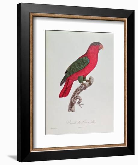 Parrot: Lory or Collared-Jacques Barraband-Framed Giclee Print