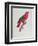 Parrot: Lory or Collared-Jacques Barraband-Framed Giclee Print