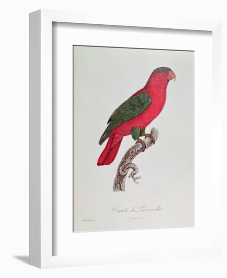 Parrot: Lory or Collared-Jacques Barraband-Framed Giclee Print