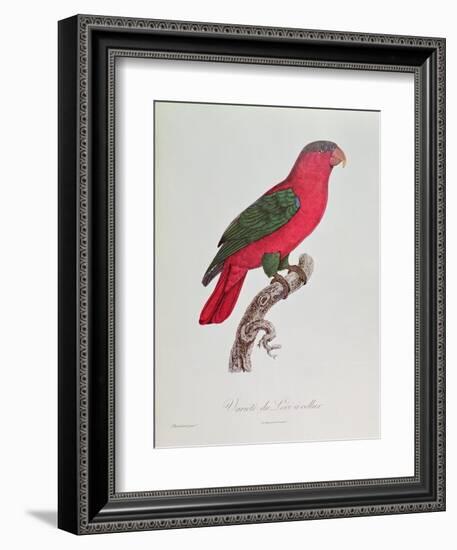 Parrot: Lory or Collared-Jacques Barraband-Framed Giclee Print