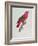 Parrot: Lory or Collared-Jacques Barraband-Framed Giclee Print