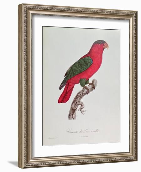 Parrot: Lory or Collared-Jacques Barraband-Framed Giclee Print