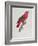 Parrot: Lory or Collared-Jacques Barraband-Framed Giclee Print