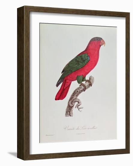 Parrot: Lory or Collared-Jacques Barraband-Framed Giclee Print