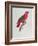 Parrot: Lory or Collared-Jacques Barraband-Framed Giclee Print