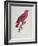 Parrot: Lory or Collared-Jacques Barraband-Framed Giclee Print