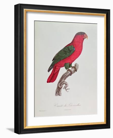 Parrot: Lory or Collared-Jacques Barraband-Framed Giclee Print