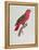 Parrot: Lory or Collared-Jacques Barraband-Framed Premier Image Canvas