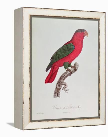 Parrot: Lory or Collared-Jacques Barraband-Framed Premier Image Canvas