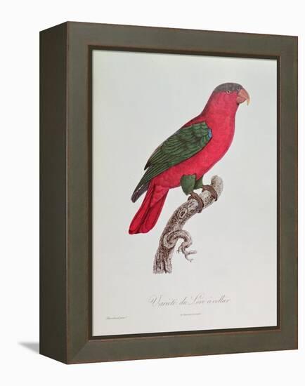 Parrot: Lory or Collared-Jacques Barraband-Framed Premier Image Canvas