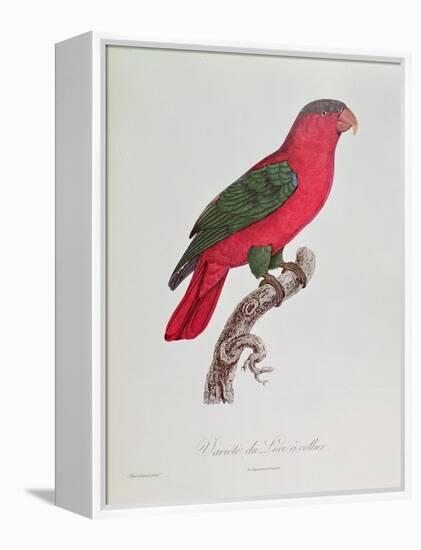 Parrot: Lory or Collared-Jacques Barraband-Framed Premier Image Canvas