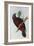Parrot, Nestor Pypopolius. Birds of Australia and the Adjacent Islands-John Gould-Framed Giclee Print