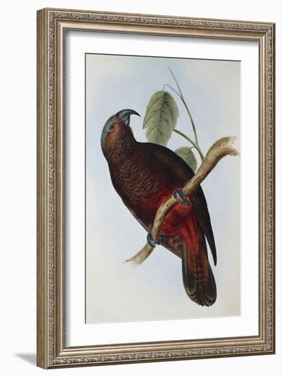 Parrot, Nestor Pypopolius. Birds of Australia and the Adjacent Islands-John Gould-Framed Giclee Print