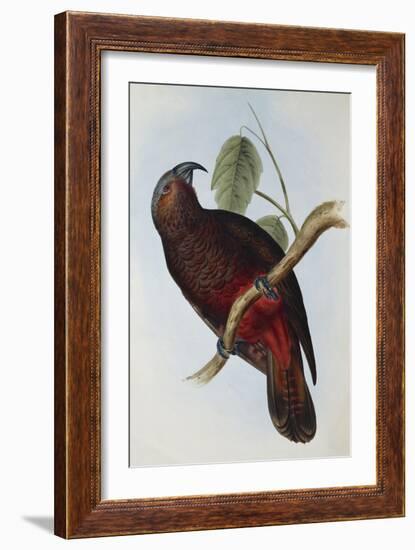 Parrot, Nestor Pypopolius. Birds of Australia and the Adjacent Islands-John Gould-Framed Giclee Print