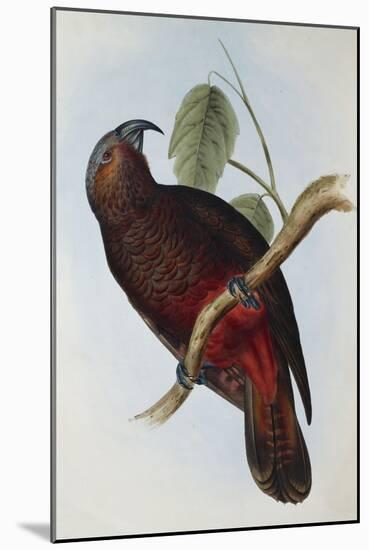 Parrot, Nestor Pypopolius. Birds of Australia and the Adjacent Islands-John Gould-Mounted Giclee Print