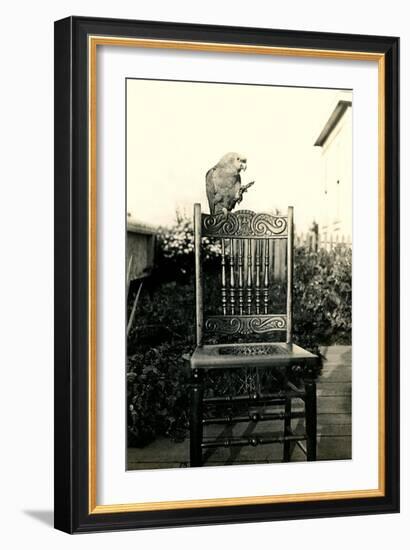 Parrot on Chair Back-null-Framed Art Print