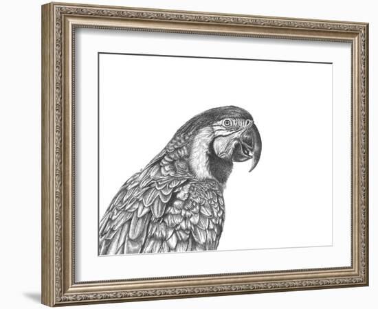 Parrot Portrait-Lucy Francis-Framed Giclee Print