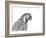 Parrot Portrait-Lucy Francis-Framed Giclee Print