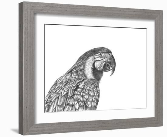 Parrot Portrait-Lucy Francis-Framed Giclee Print