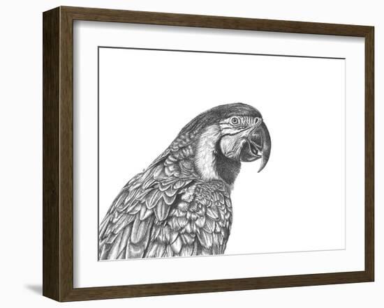 Parrot Portrait-Lucy Francis-Framed Giclee Print