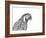 Parrot Portrait-Lucy Francis-Framed Giclee Print