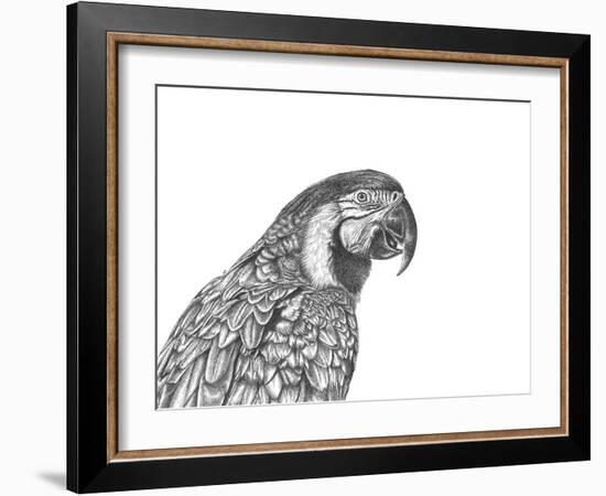 Parrot Portrait-Lucy Francis-Framed Giclee Print