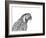 Parrot Portrait-Lucy Francis-Framed Giclee Print
