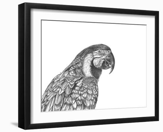 Parrot Portrait-Lucy Francis-Framed Giclee Print