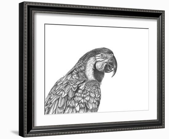 Parrot Portrait-Lucy Francis-Framed Giclee Print