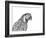 Parrot Portrait-Lucy Francis-Framed Giclee Print