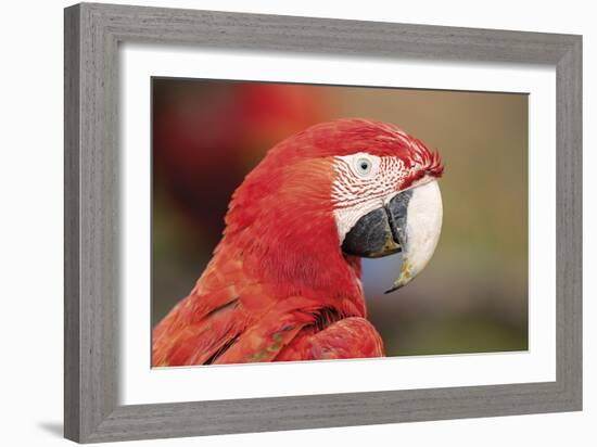 Parrot Portrayal-Staffan Widstrand-Framed Giclee Print