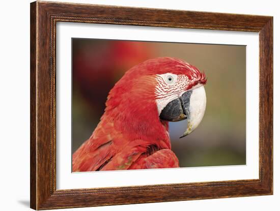 Parrot Portrayal-Staffan Widstrand-Framed Giclee Print