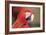 Parrot Portrayal-Staffan Widstrand-Framed Giclee Print