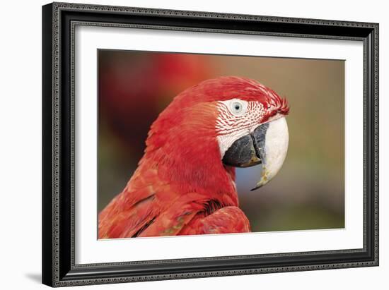 Parrot Portrayal-Staffan Widstrand-Framed Giclee Print