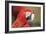 Parrot Portrayal-Staffan Widstrand-Framed Giclee Print