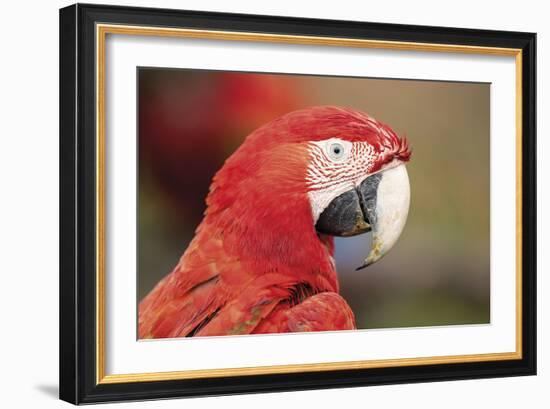 Parrot Portrayal-Staffan Widstrand-Framed Giclee Print