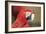 Parrot Portrayal-Staffan Widstrand-Framed Giclee Print